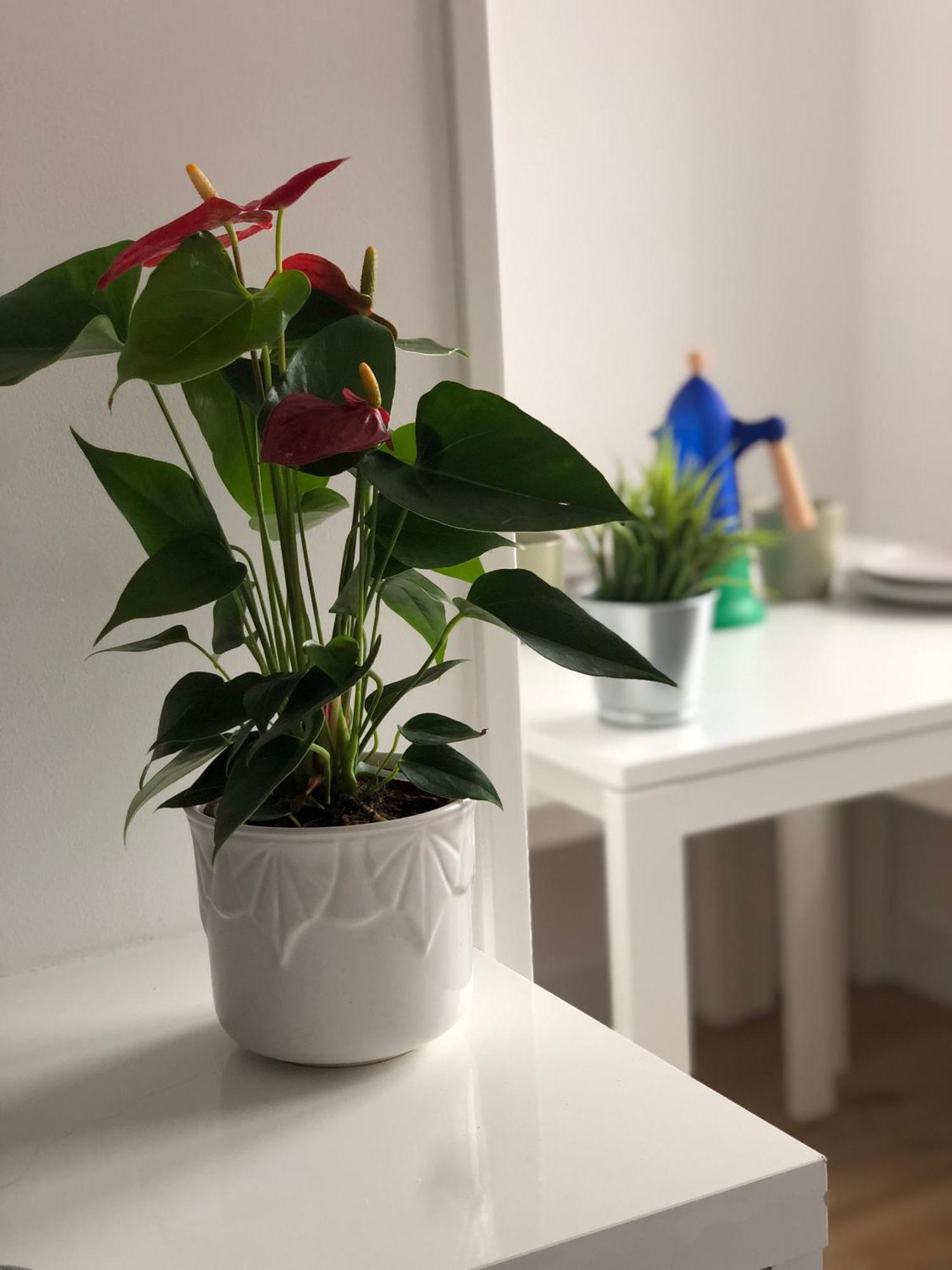 Ferienwohnung Recien Reformado, Centrico, Tranquilo Y Luminoso Oviédo Exterior foto